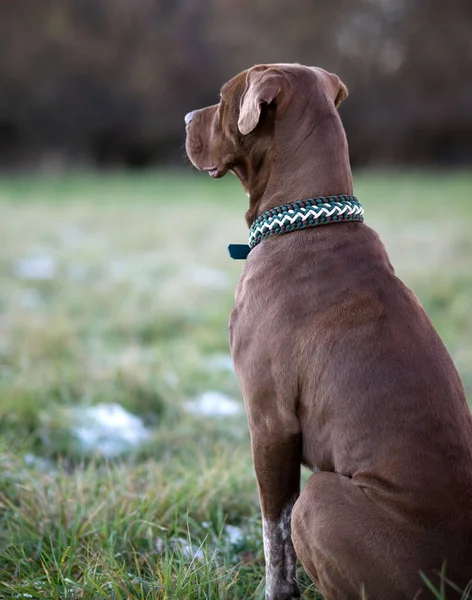 Котедж Американського Pit Bull Terrier Зеленим Коміром Траві — стокове фото