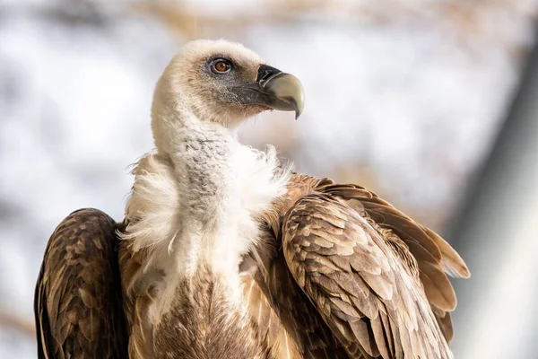 Selective Focus Shot Eurasian Griffon Vulture Gyps Fulvus — Stock Photo, Image