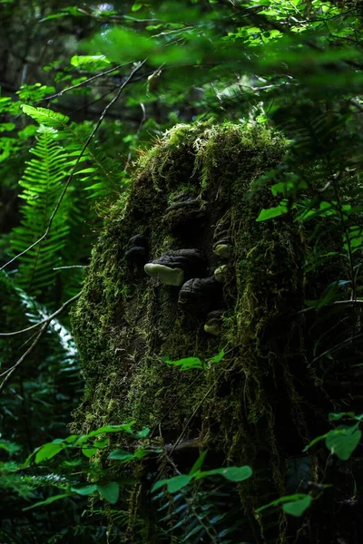 Vertikální Záběr Mechu Zeleně Tropickém Deštném Pralese Různými Druhy Rostlin — Stock fotografie