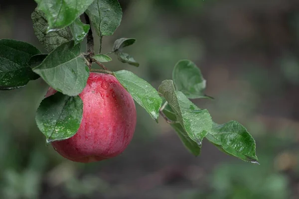 Zbliżenie Ujęcia Czerwonego Dojrzałego Jabłka Drzewie — Zdjęcie stockowe
