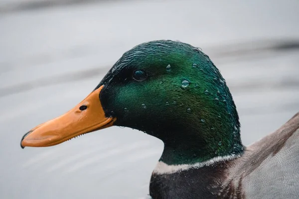 Closeup Wet Head Mallard Duck — Stock Photo, Image