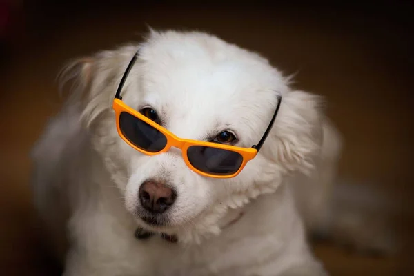 Zbliżenie Ujęcia Białego Futrzanego Psa Okularach Przeciwsłonecznych — Zdjęcie stockowe