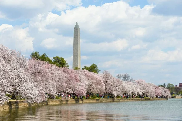 Bloeiende Sakura Bomen Het Washington Monument Tegen Een Bewolkte Lucht — Stockfoto