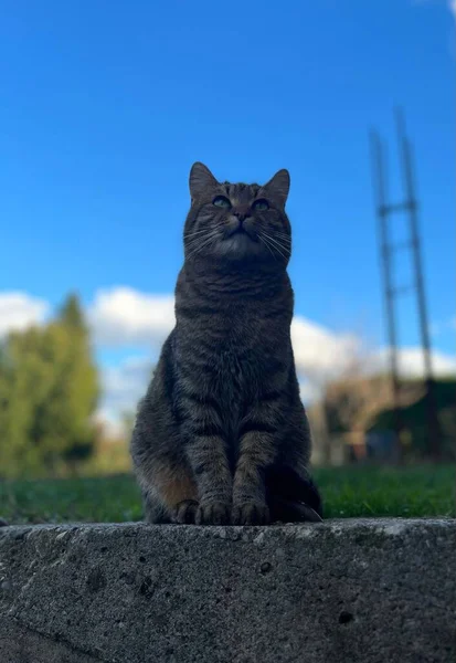 바위투성이 고양이의 — 스톡 사진