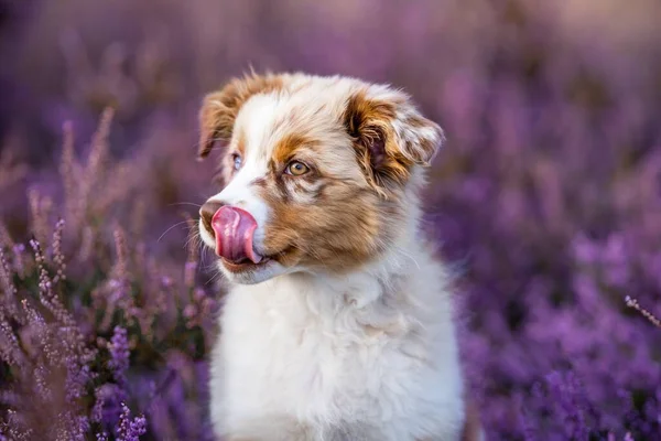 Een Close Van Een Australische Herder Puppy Met Zijn Tong — Stockfoto