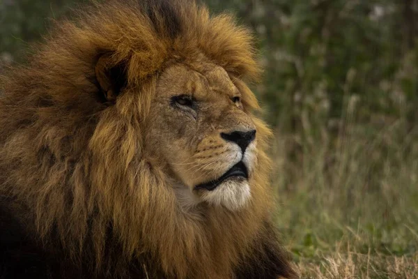 Ένα Πορτραίτο Λιονταριού Panthera Leo Που Αναπαύεται Στο Γρασίδι — Φωτογραφία Αρχείου