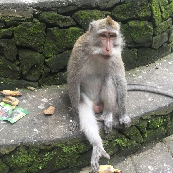 Šedá Bílá Opice Simiae Sedící Mechovém Kamenném Schodu Ubud Bali — Stock fotografie