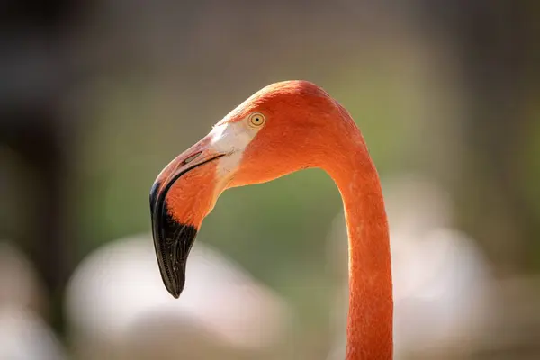 Крупный План Фламинго Размытом Фоне — стоковое фото