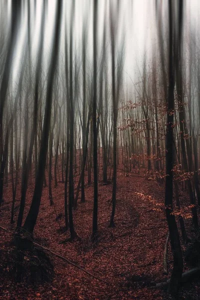Egy Függőleges Felvétel Egy Hátborzongató Erdőről Lombtalan Fákkal — Stock Fotó