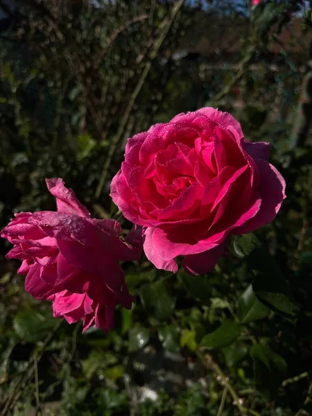 Μια Κάθετη Κοντινή Φωτογραφία Από Λαμπερά Ροζ Τριαντάφυλλα Damask Που — Φωτογραφία Αρχείου