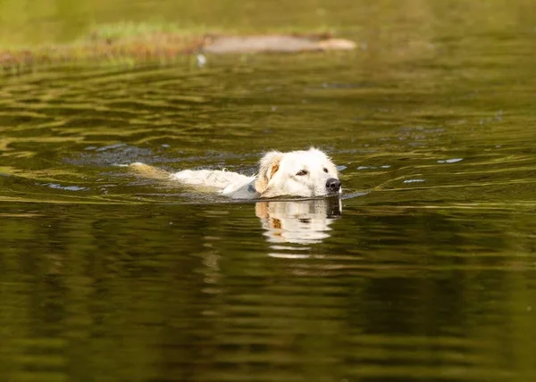 Lindo Golden Retriever Nadando Lago Día Soleado —  Fotos de Stock