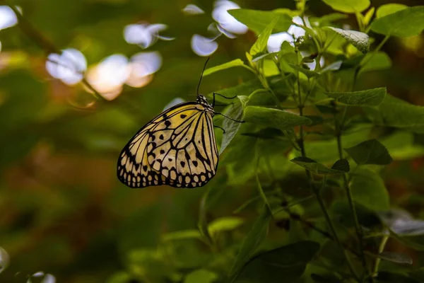 Una Gran Ninfa Arbórea Mariposa Posada Sobre Una Hoja Árbol — Foto de Stock