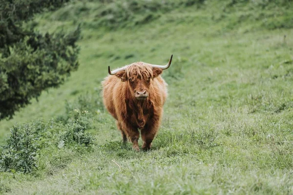Een Uitzicht Prachtig Highland Vee Een Veld Met Vers Gras — Stockfoto