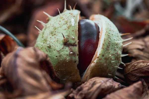 Kuru Bir Yaprağın Üzerinde Kabuklu Bir Avrupa Kestanesinin Makro Görüntüsü — Stok fotoğraf