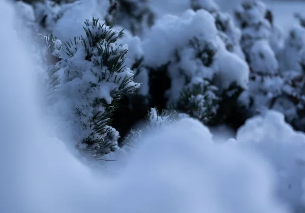 Ένα Επιλεκτικό Κοντινό Πλάνο Από Φύλλα Πεύκου Καλυμμένα Χιόνι Μια — Φωτογραφία Αρχείου