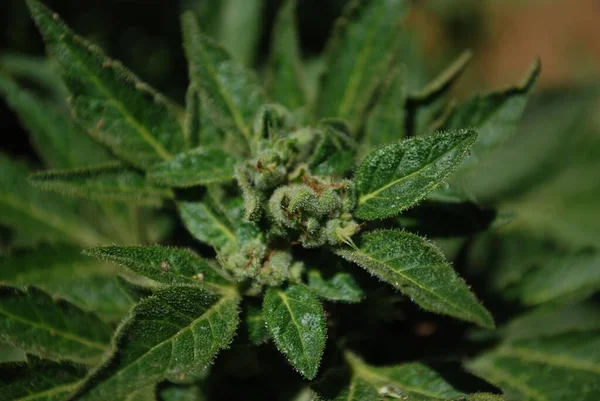 Een Selectieve Focus Van Groene Cannabis Hoja Bladeren Met Patroon — Stockfoto