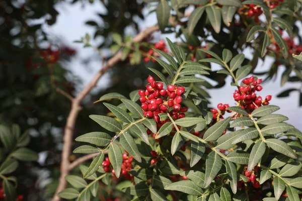 Primer Plano Bayas Color Rojo Brillante Arbusto Costa Adriática Fondo — Foto de Stock