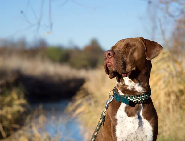 Primer Plano American Pit Bull Terrier Con Collar Verde Contra — Foto de Stock