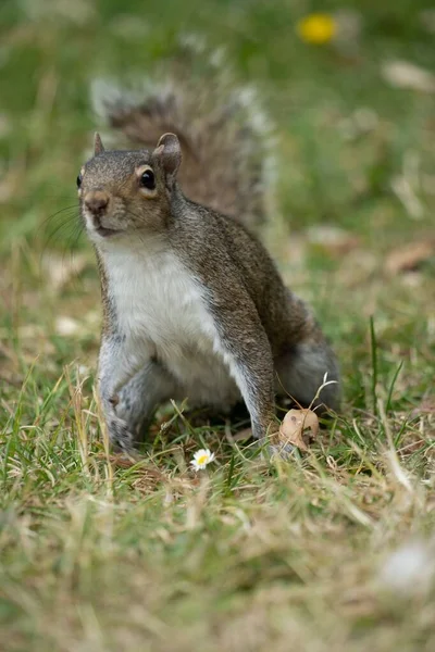 Eine Vertikale Aufnahme Eines Flauschigen Braunen Eichhörnchens Das Auf Einer — Stockfoto