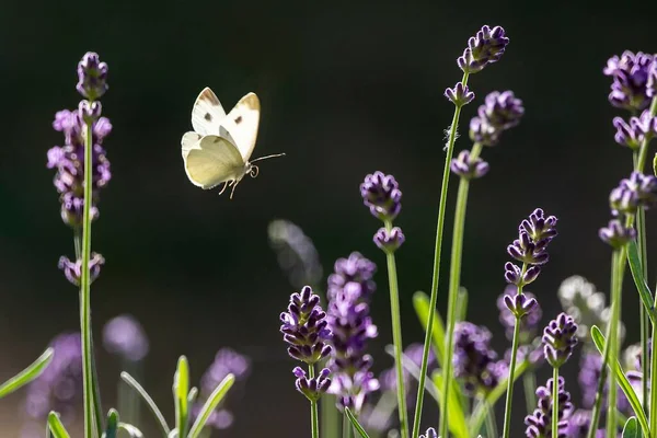 Egy Közönséges Fehér Pillangó Repül Levendulamezőn Napfény Alatt Homályos Háttérrel — Stock Fotó