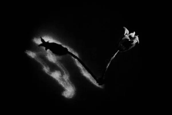 灰鱗に影を落としたシクラメンの花のクローズアップ — ストック写真
