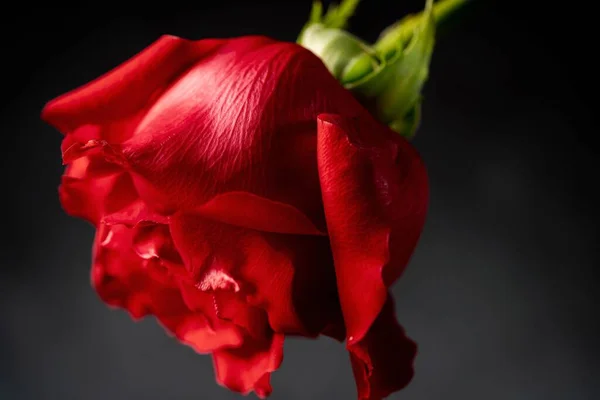 Gros Plan Une Rose Rouge Isolée Sur Fond Gris — Photo