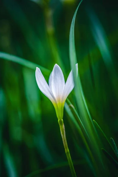 Vertikální Detailní Záběr Krásně Bílého Květu Crocus Obklopeného Zelenými Listy — Stock fotografie