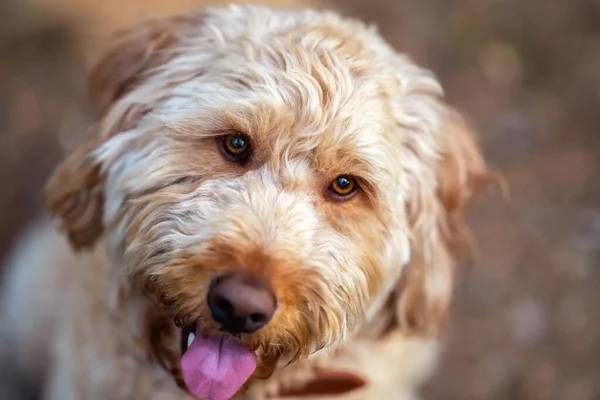 Een Selectieve Focus Van Een Kaketoe Hond — Stockfoto
