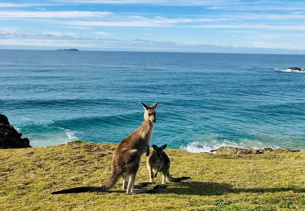 Two Kangaroos Standing Coastline Seascape Clouds Background — Stock Photo, Image