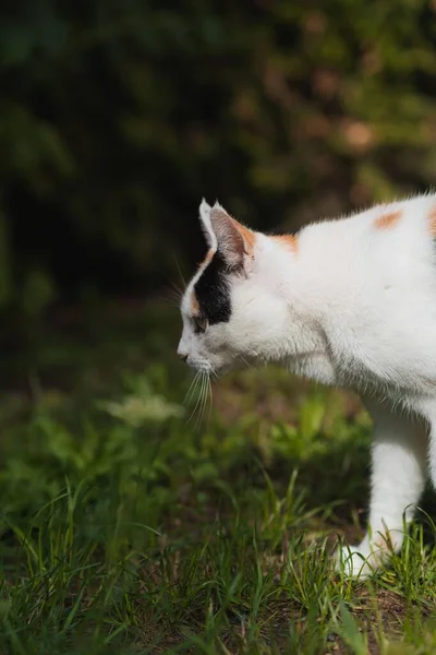 A vertical closeup view of a calico cat walking on the grass