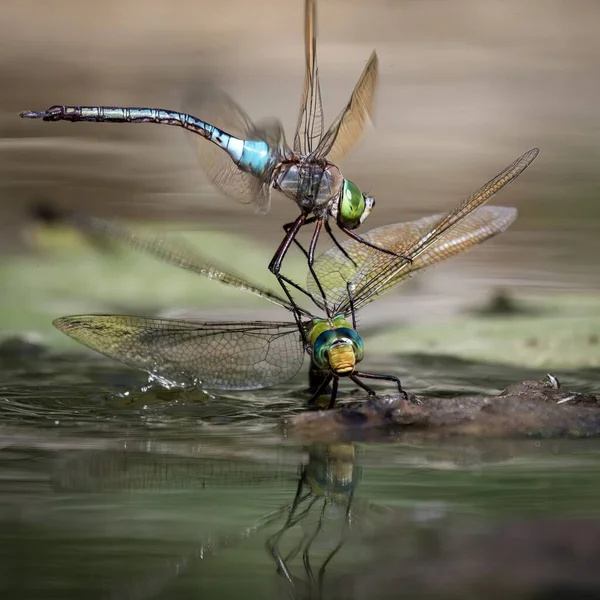 Ein Paar Libellen Über Dem See — Stockfoto