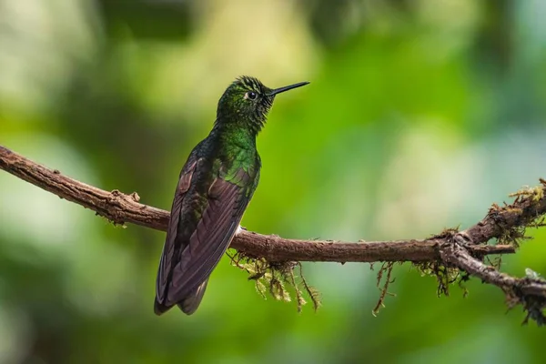 나뭇가지에 초록빛 벌새의 꽃봉오리 — 스톡 사진