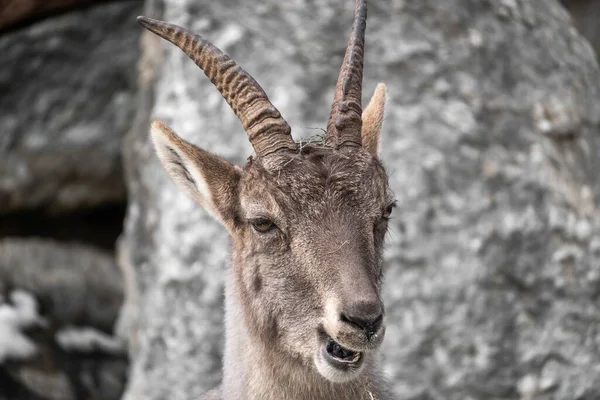 Enfoque Selectivo Del Íbice Alpino Capra Ibex —  Fotos de Stock