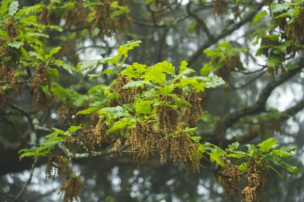 Detailní Záběr Rozkvetlé Dubové Větve Parku Rakousku — Stock fotografie