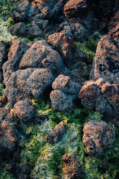 Een Verticaal Bovenaanzicht Van Tropische Stenen Omringd Door Groen Mos — Stockfoto