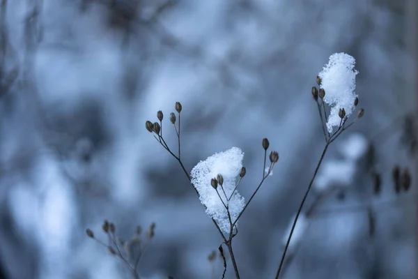 Zbliżenie Gałązki Śniegiem Zimny Dzień — Zdjęcie stockowe