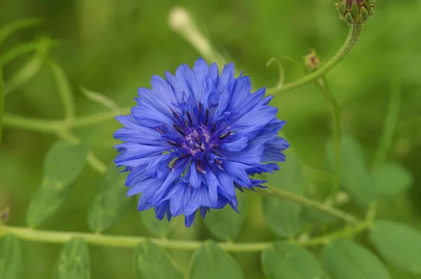 Kvetoucí Modrý Květ Kentaury Kyanu Rozmazaném Pozadí — Stock fotografie