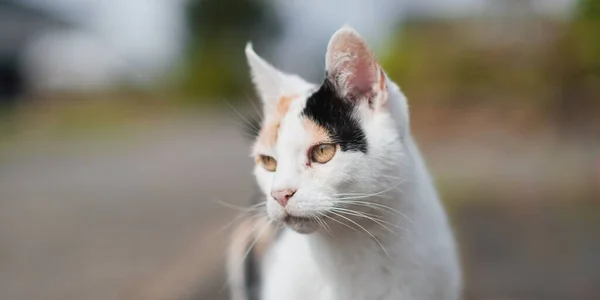 Gato Com Olhos Castanhos Olhando Lado — Fotografia de Stock