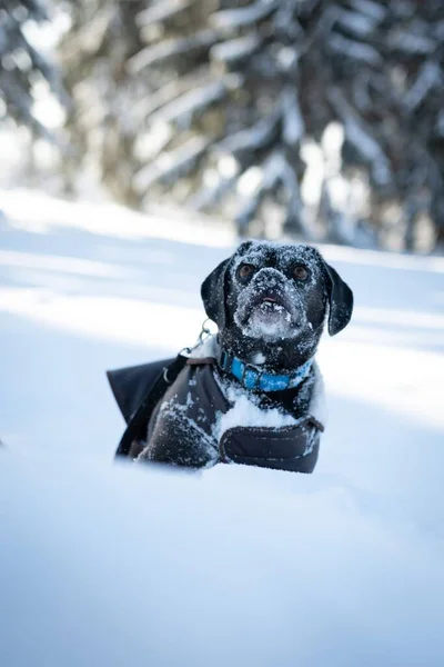 Vertical Shot Cute Pug Dog Standing Snow — Stock Photo, Image