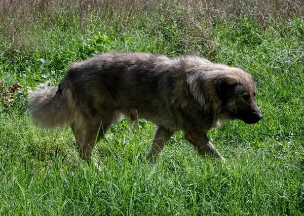 Ένας Ιλλυρικός Ποιμενικός Σκύλος Sarplaninec Περπατώντας Στο Πράσινο Γρασίδι Στο — Φωτογραφία Αρχείου