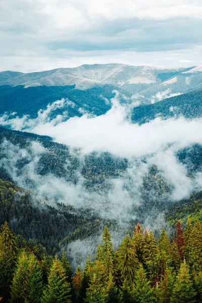 Eine Vertikale Aufnahme Eines Schönen Waldes Der Nähe Der Berge — Stockfoto