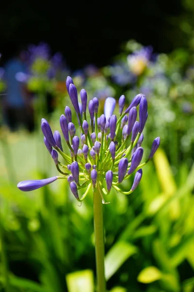 庭でアフリカのユリの花の垂直閉鎖ショット — ストック写真