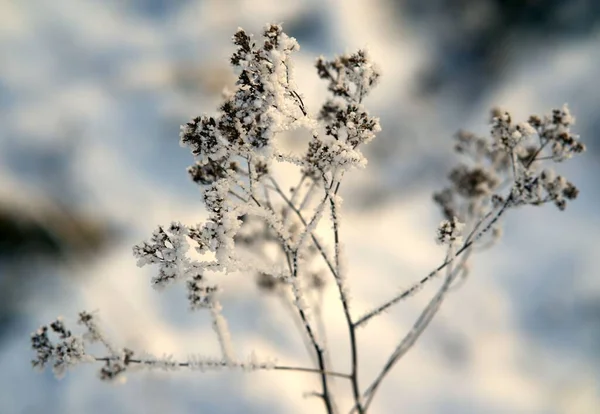Eine Schöne Nahaufnahme Von Getrockneten Goldruten Die Mit Schnee Bedeckt — Stockfoto
