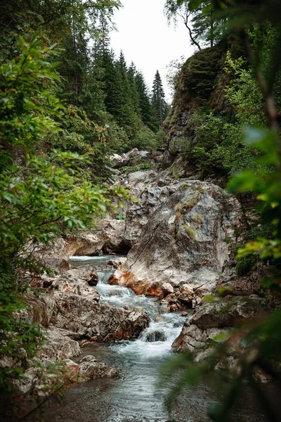 Een Verticaal Schot Van Een Prachtig Bos Nabij Bergen — Stockfoto