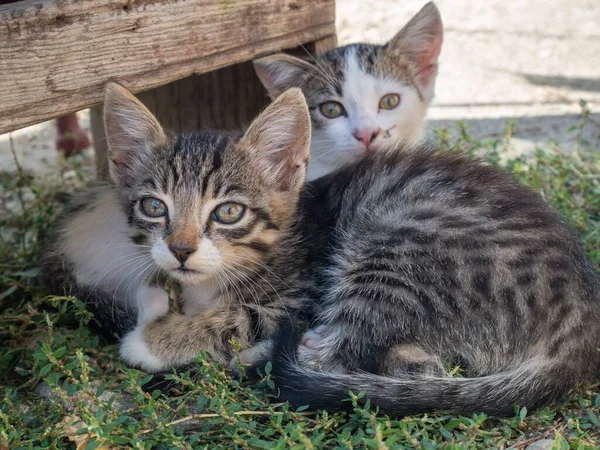 Close Dois Gatinhos Bonitos Felis Catus Deitados Grama Dia Ensolarado — Fotografia de Stock