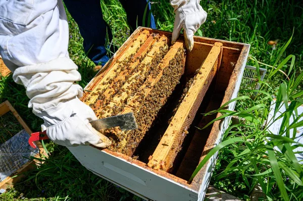 Egy Közeli Kép Méhészről Amint Kereteket Mézes Fésűvel Ellenőrzi — Stock Fotó