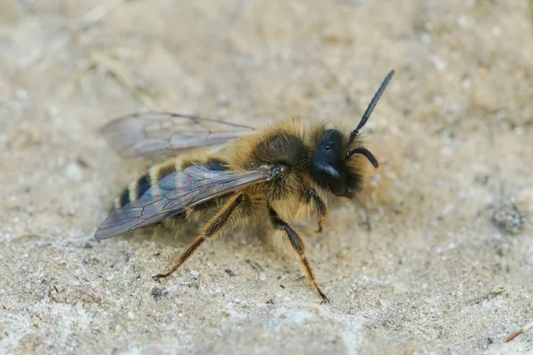 Φυσική Closeup Ένα Αρσενικό Κίτρινο Πόδι Μέλισσα Εξόρυξης Andrena Φλαβίδες — Φωτογραφία Αρχείου