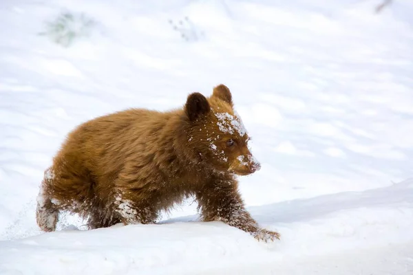 Крупный План Милого Медвежонка Идущего Снегу Монтана Соединенные Штаты — стоковое фото
