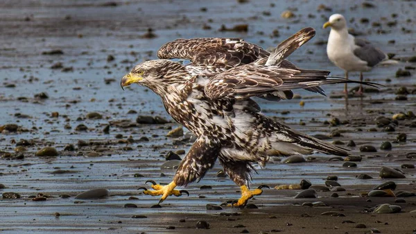 Прекрасний Знімок Південного Лисого Орла Біжить Пляжі — стокове фото