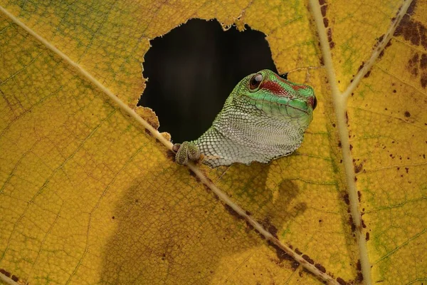 Närbild Grön Jättedag Gecko Phelsuma Grandis Gult Höstlöv — Stockfoto